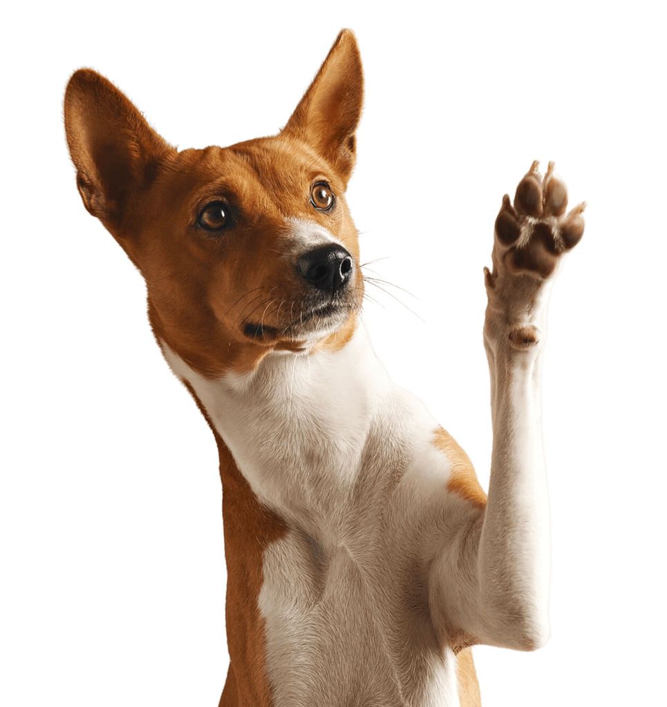 emotional support pet dog