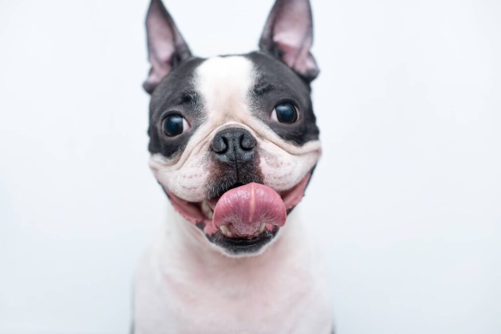 happy dog emotional support animal
